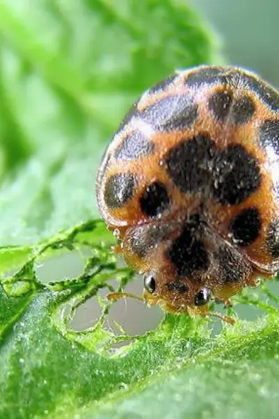SPOTTED LADYBIRD BEETLES