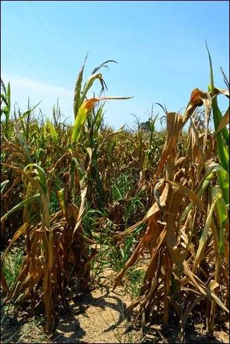 dry-cornstalks-Aug-8_thumb