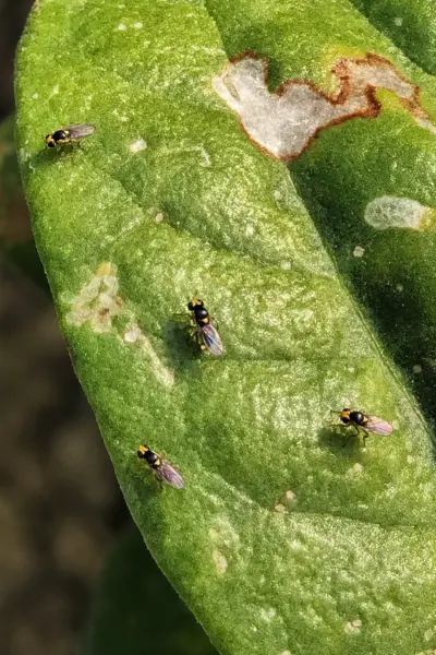 leaf miner (10)