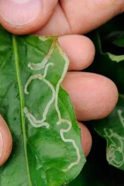 leaf miner (3)