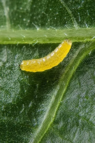 leaf miner (9)