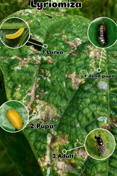 leaf miner_1 (1)
